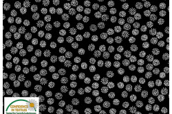 Tissu Patch Stof Quilters Coordinates " petits motifs blancs sur fond...