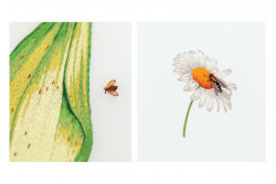 insectes-plantes-en-peinture-a-l-aiguille-5.jpg