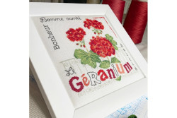 Geranium-J029-3.jpg